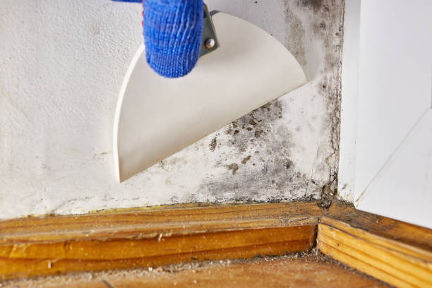 Best Dehumidification Services  in Stratmoor, CO